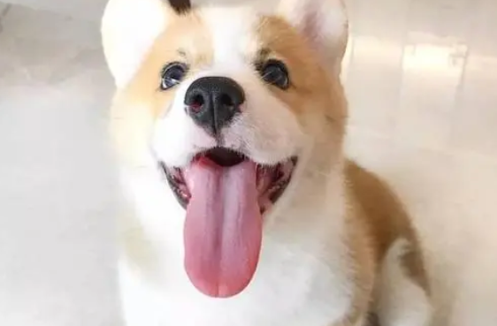 狗舌头发白 狗舌头发白
