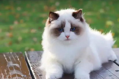 世界名猫图鉴养猫指南
