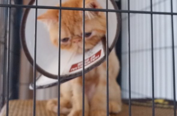 晚上睡觉要不要把猫关笼子里