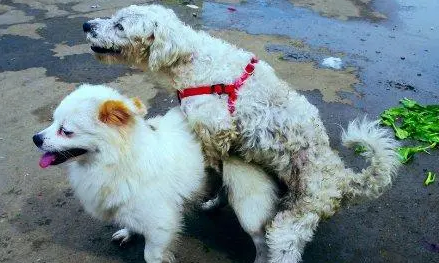 狗是怎么交配的 狗是怎么交配的