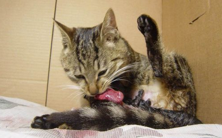 猫自己会接生吗 猫自己会接生吗