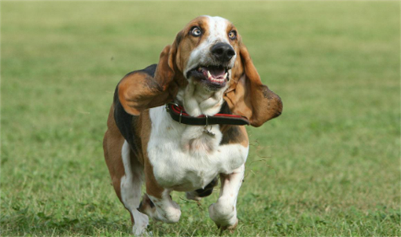 英国跳猎犬适合家养吗 英国跳猎犬适合家养吗