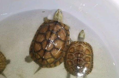 如何0元养乌龟?网友纷纷出招,我就服最后这位 如何0元养乌龟?网友纷纷出招,我就服最后这位