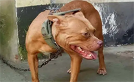 世界十大猛犬排行榜