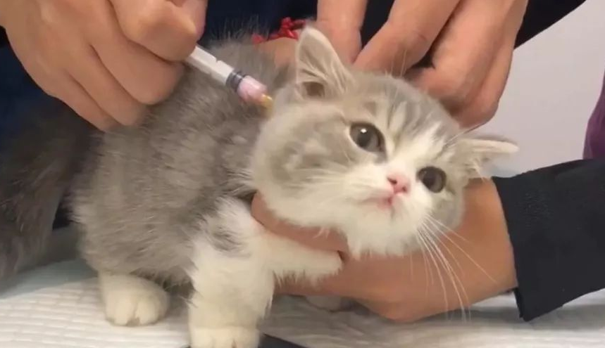 小猫打完疫苗没精神爱睡觉