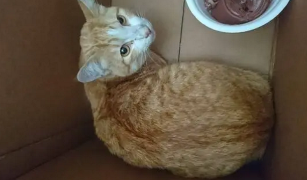 爱心警察自掏腰包,救助车祸受伤的猫 爱心警察自掏腰包,救助车祸受伤的猫