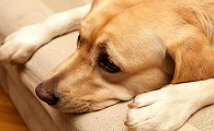 如何分辨是不是犬窝咳
