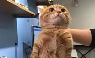 提猫的后颈的正确姿势