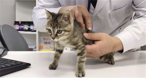 小猫打的狂犬疫苗多少钱 小猫打的狂犬疫苗多少钱