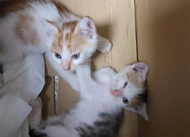 新猫到家要跟原来的猫隔离几天