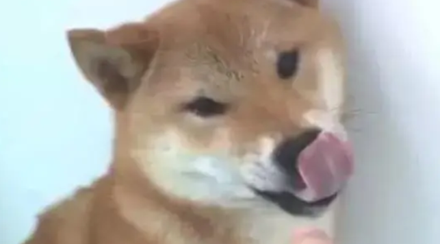 柴犬对铲屎官龇牙咧嘴,主人反手就是一巴掌 柴犬对铲屎官龇牙咧嘴,主人反手就是一巴掌