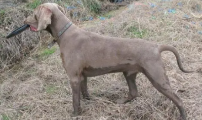 威马犬适合家养吗