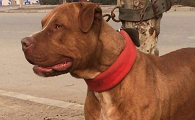 世界第一猛犬