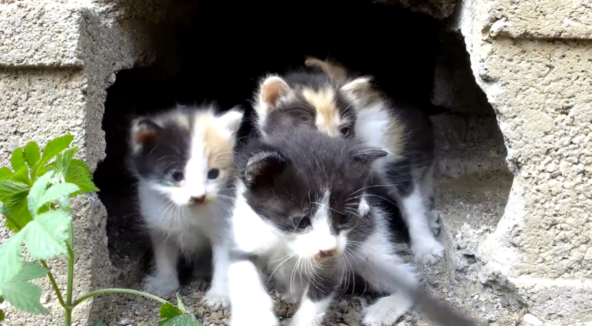 一窝5只小猫,刚出生不久就成了流浪猫,小哥闻讯赶来救助 一窝5只小猫,刚出生不久就成了流浪猫,小哥闻讯赶来救助