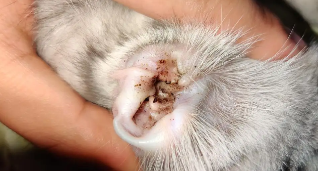 杀死猫咪耳螨的小妙招