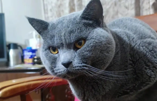 伤痕累累的流浪蓝猫，靠好心人投喂顽强生存，获救后颜值逆天 