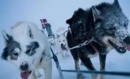 一种鲜为人知的雪橇犬，因为用处越来越少它们不得不被主人射杀