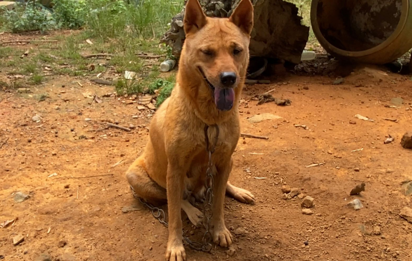 土猎犬几个月开始带上山