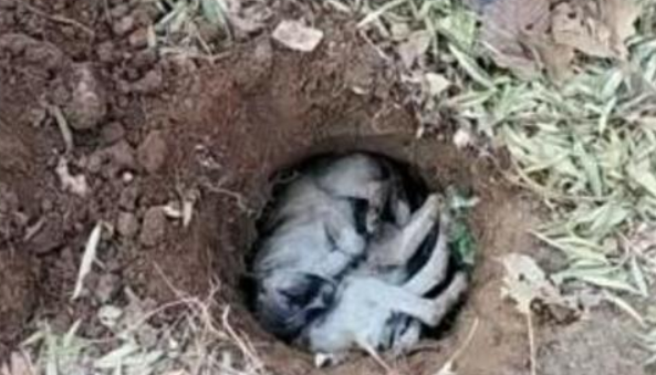 狗死后一个月腐烂程度 狗死后一个月腐烂程度