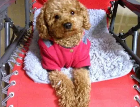 馋嘴小泰迪趁主人不注意,踮脚偷吃零食,结果摔得一脸懵 馋嘴小泰迪趁主人不注意,踮脚偷吃零食,结果摔得一脸懵