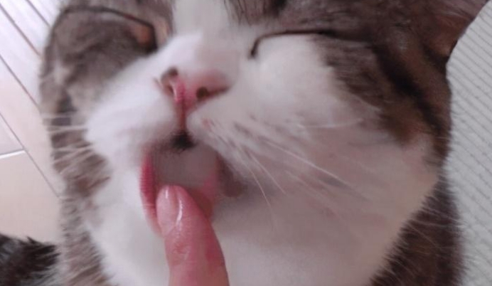 为什么不能让猫舔你