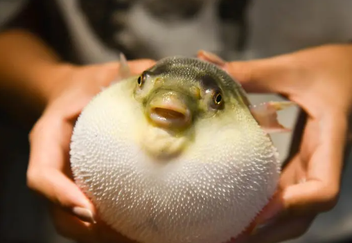 人工养殖的河豚能毒死人吗