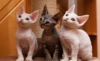 外星猫和狗警察的动画片