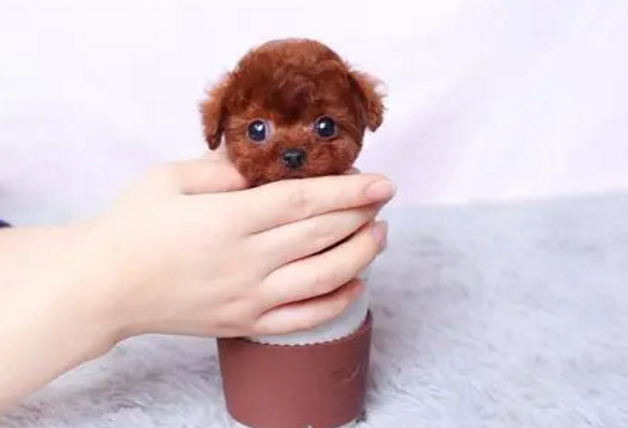 泰迪茶杯犬多少钱一只 泰迪茶杯犬多少钱一只