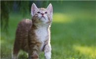 猫有九条命是真的吗为什么