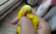 黄化红眼鹦鹉怎么分公母