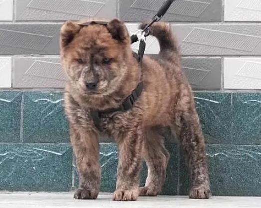 中华田园犬虎斑犬