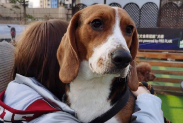 比格犬好吗 从性格秉性了解它 比格犬好吗 从性格秉性了解它