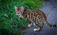 四大风水猫分别是什么