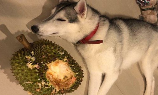 狗能不能吃榴莲 狗能不能吃榴莲