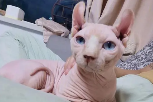 外星猫多少钱一只 外星猫多少钱一只