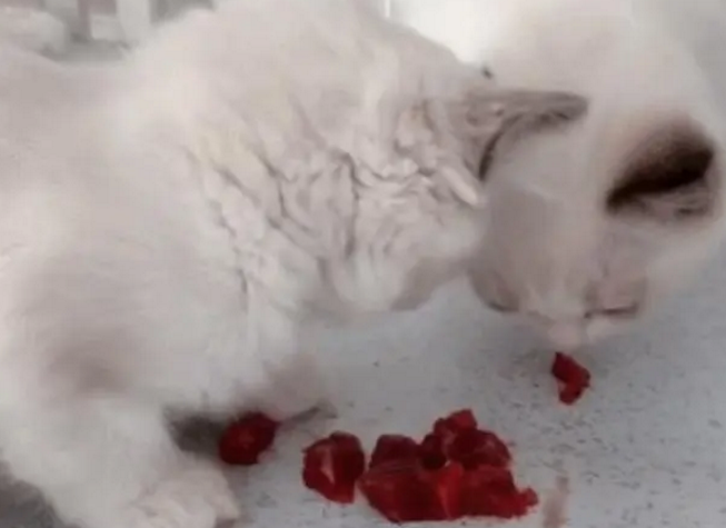 小馋猫忘恩负义,为了护食,连主人的手也要下重口 小馋猫忘恩负义,为了护食,连主人的手也要下重口