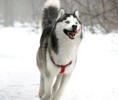 西伯利亚雪橇犬为什么叫哈士奇