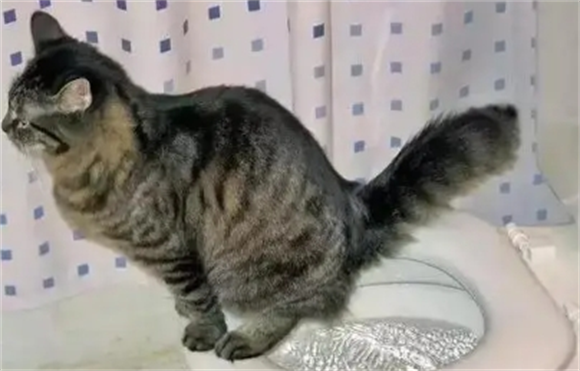 猫在卫生间就一直叫 猫在卫生间就一直叫