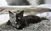民间为什么不养阴阳猫