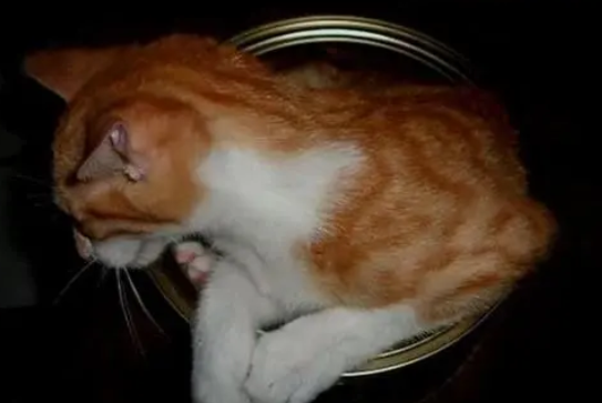 调皮的橘猫展现软骨功,竟钻进罐罐秒变猫罐头! 调皮的橘猫展现软骨功,竟钻进罐罐秒变猫罐头!