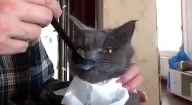 出差让老爸暂养猫咪,3天后老爸说猫瘦了 出差让老爸暂养猫咪,3天后老爸说猫瘦了