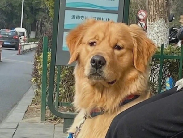 金毛赖在公交车上说什么都不肯走,只为等主人归来! 金毛赖在公交车上说什么都不肯走,只为等主人归来!