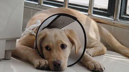 犬瘟怎么消毒彻底 犬瘟怎么消毒彻底