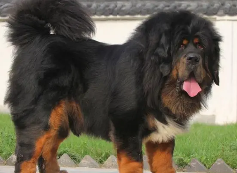 中国犬种大全排名 中国犬种大全排名