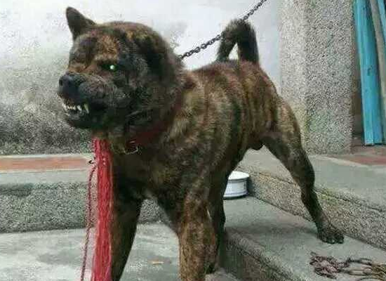 虎斑土狗多少钱一只 虎斑土狗多少钱一只