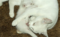 母猫怀孕多久生小猫