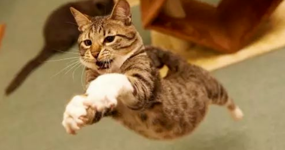 猫的九条命分别代表什么