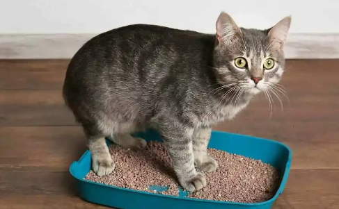 如何去除猫尿味 如何去除猫尿味