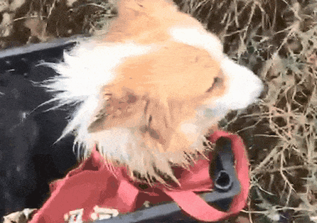 满身血窟窿的柯基被扔路边,蛆虫爬遍全身,被救后变微笑天使