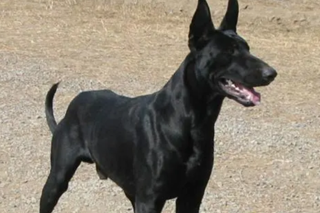 杂交黑狼犬能长多大 杂交黑狼犬能长多大